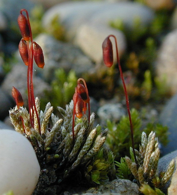 Bryum argenteum